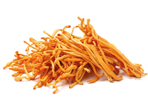 Cordyceps_1.jpg