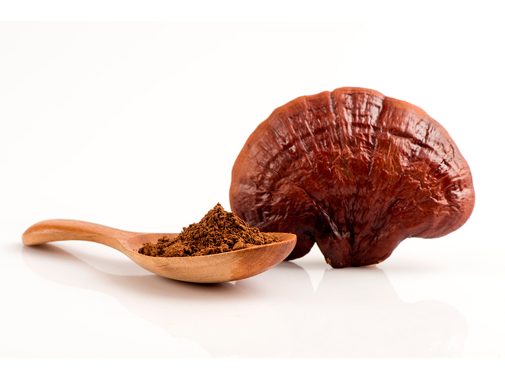 Reishi-spore.jpg
