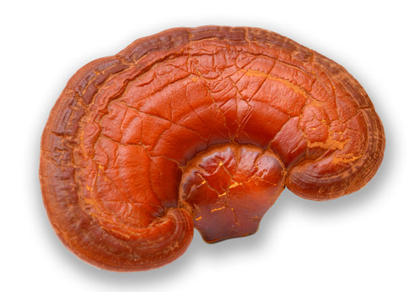 Reishi.jpg
