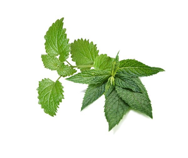 Sensitive-herb.jpg