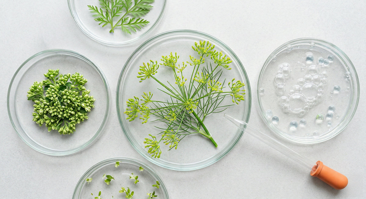 Rewilding the Microbiome with Fermented Symbiotics