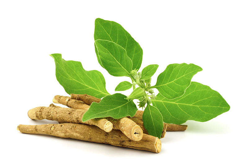 Ashwagandha root