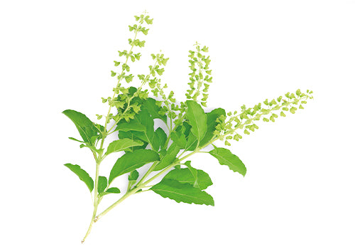 Holy Basil herb