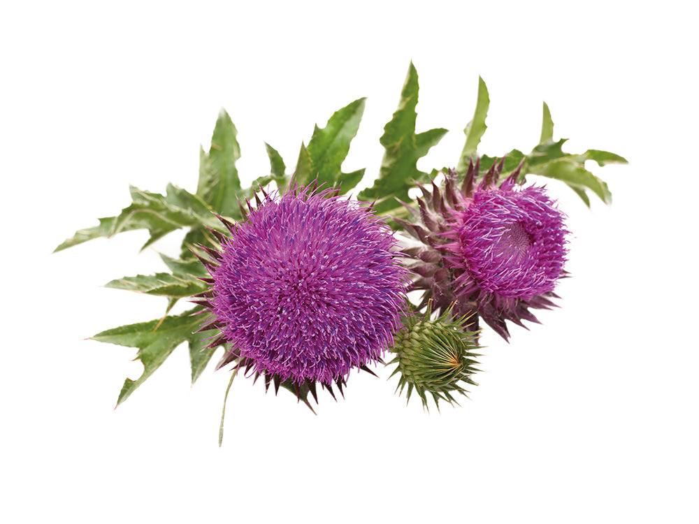 MILK-THISTLE-herb