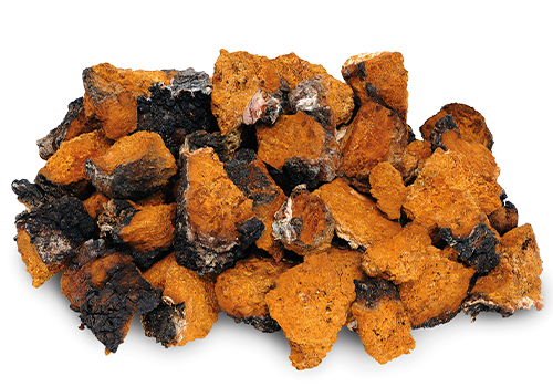 chaga.png