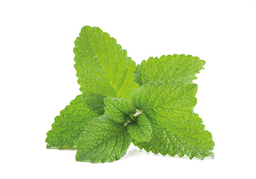 Lemon-balm-herb