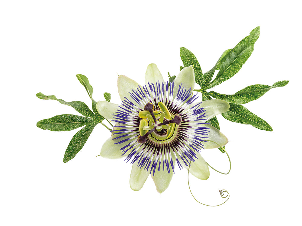 passion flower herb