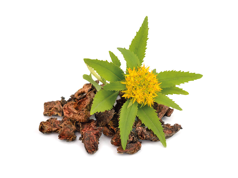 Perfect Rhodiola Fermented Rhodiola QR – Living Nutrition