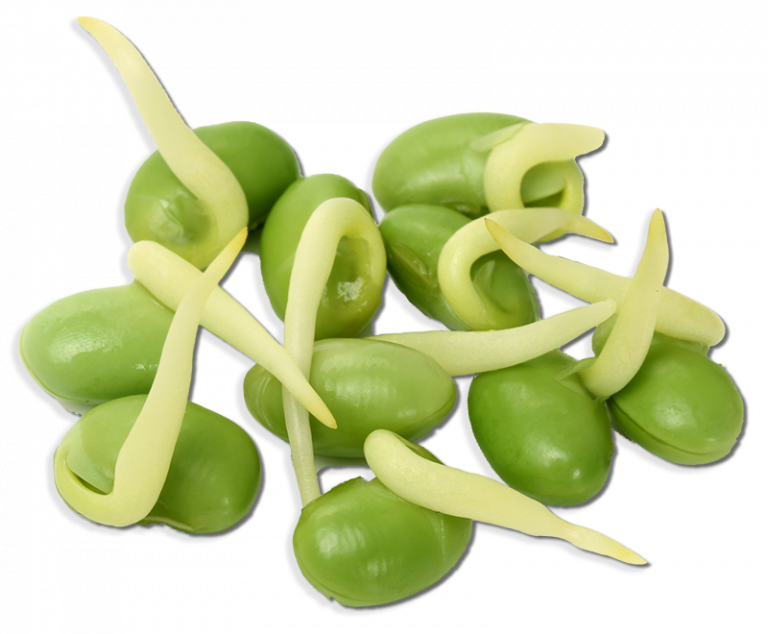 soy-beans-768x634.png