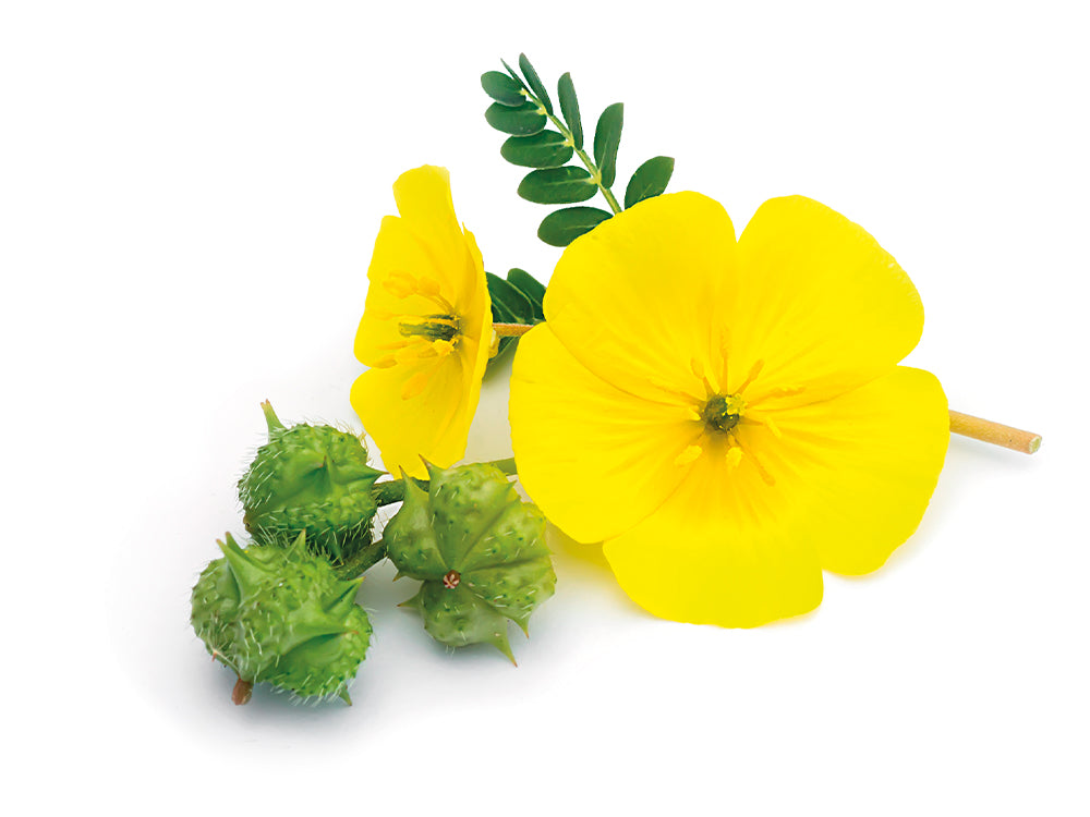 Tribulus Terrestris herb